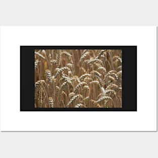 Wheat (landscape) Posters and Art